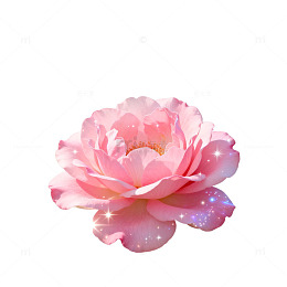 梦幻玫瑰花插画设计素材