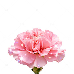 梦幻粉色康乃馨星光特效图
