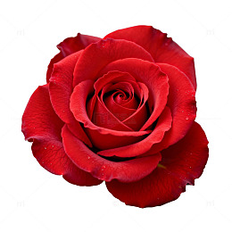 鲜艳红玫瑰特写片