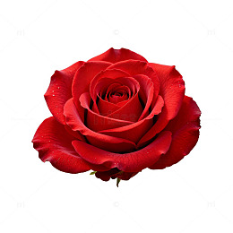 红色玫瑰特写透明背景图