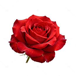 鲜艳红玫瑰特写片