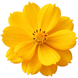 明亮黄色花朵特写