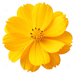 鲜花特写写真图片