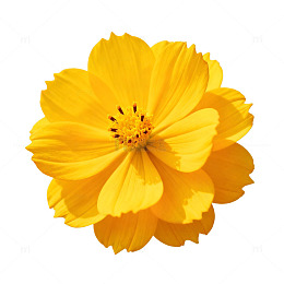 鲜艳黄花波斯菊特写图片