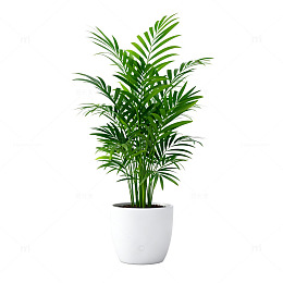 简约风格盆栽绿植装饰设计元素