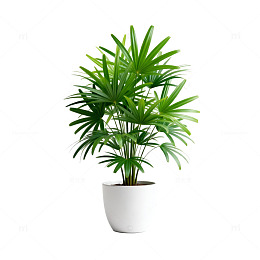 绿色盆栽植物插图