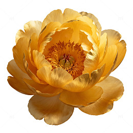 透明背景黄色牡丹花特写