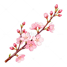 樱花盛开春日手绘插画