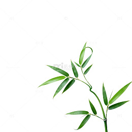 绿色植物叶片特写