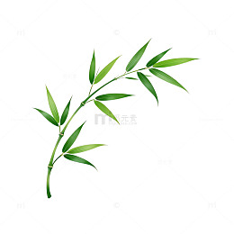 竹叶简约清新植物插画