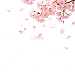 樱花飘落春天插画背景