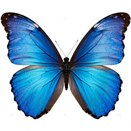 蓝蝴蝶透明背景图案