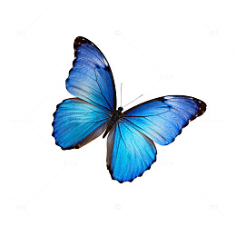 蓝色蝴蝶透明背景插画