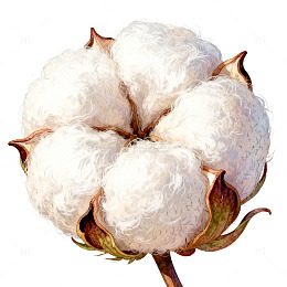 水彩棉花写实插画