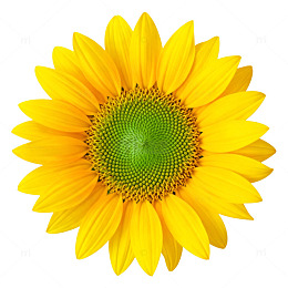 明亮向日葵特写片