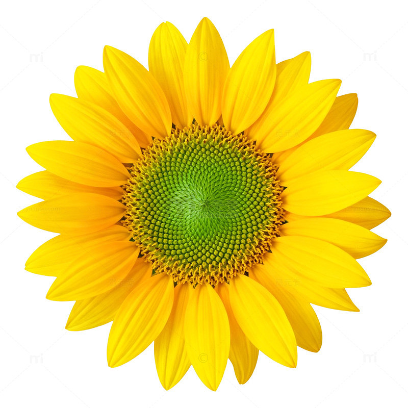 明亮向日葵特写片