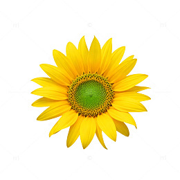 写实向日葵矢量插画素材