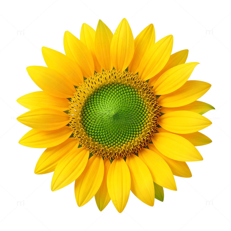 鲜艳向日葵特写片