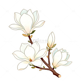 玉兰花枝插画设计素材