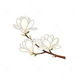 淡雅玉兰手绘插画