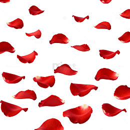 玫瑰花瓣浪漫背景