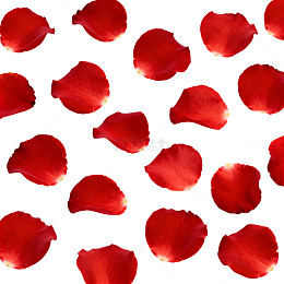 红色玫瑰花瓣特写素材