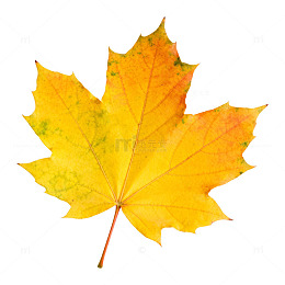 秋日枫叶特写素材