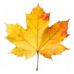 枫叶秋意浓黄橙