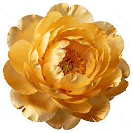 金黄牡丹花卉特写片