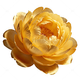 金黄牡丹花盛开