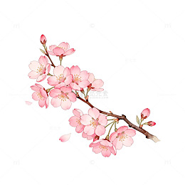 樱花绽放手绘插画