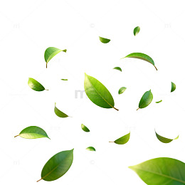 飘落绿叶自然风光素材