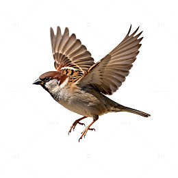 麻雀飞翔特写片