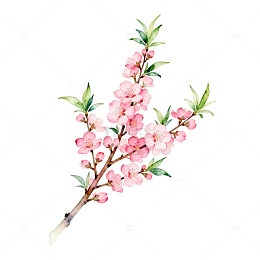 水彩桃花枝艺术插画
