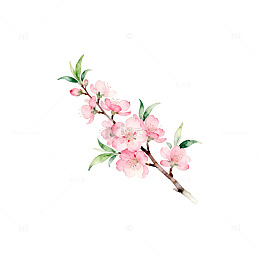 水彩花卉插画桃花枝