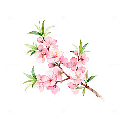 水彩桃花盛开插画设计素材