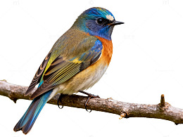 彩色鸟儿树枝栖息图