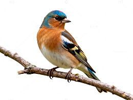 五彩鸟儿树枝栖息图