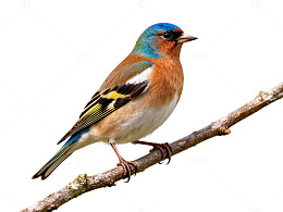 彩羽小鸟树枝栖息图