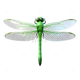 绿色蜻蜓插画素材