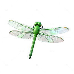 绿色蜻蜓昆虫插画素材