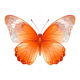 卡通风格橙色蝴蝶插画