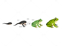 动物成长阶段插画