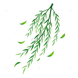 柳枝春天新绿插画