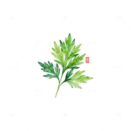 水彩艾草植物插画