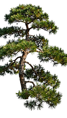 一棵枝叶繁茂的松树图片