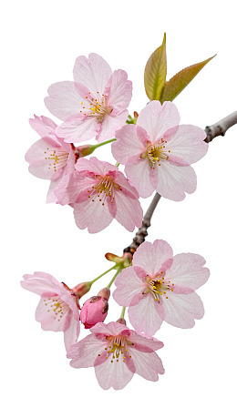 樱花枝头绽放粉嫩花朵