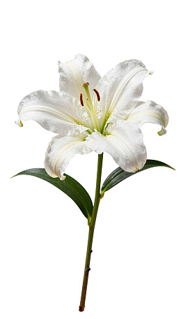 一朵盛开的白色百合花