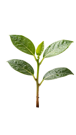 嫩绿植物枝叶特写图片