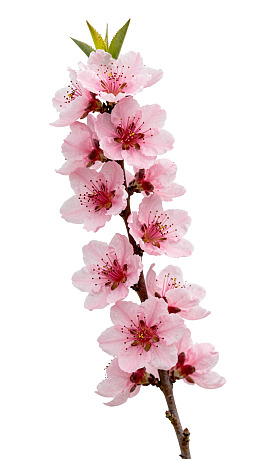 粉色桃花枝特写图片